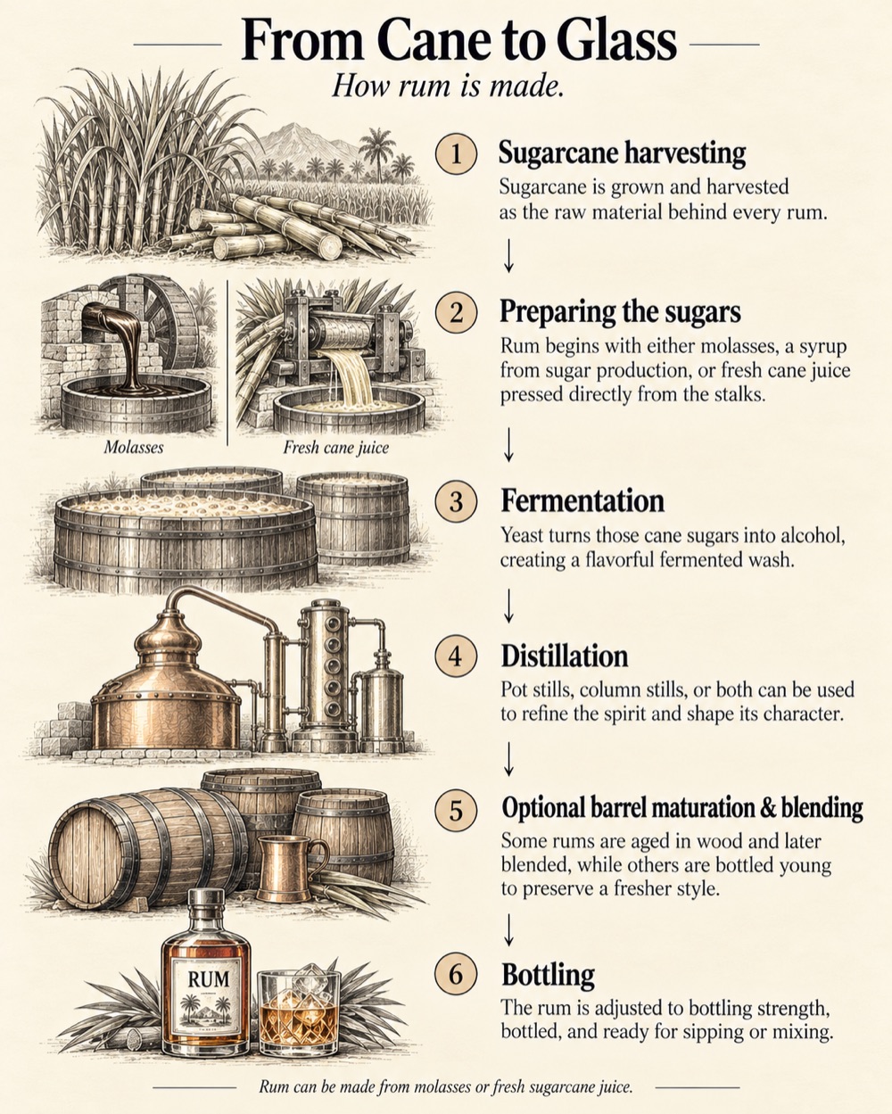 Infographic on rum production