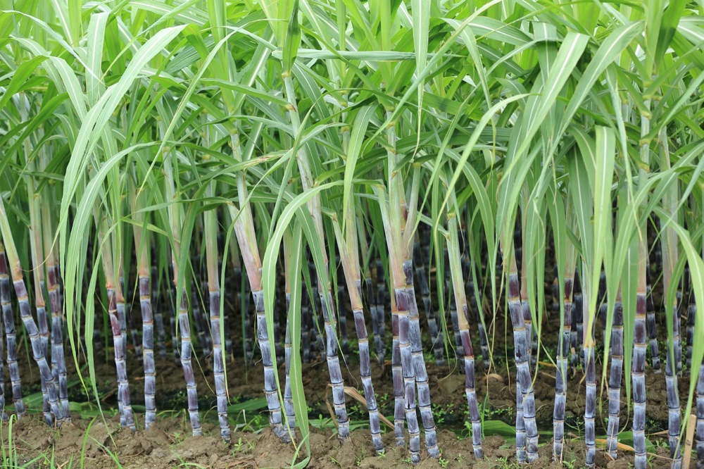 Picture of sugarcane