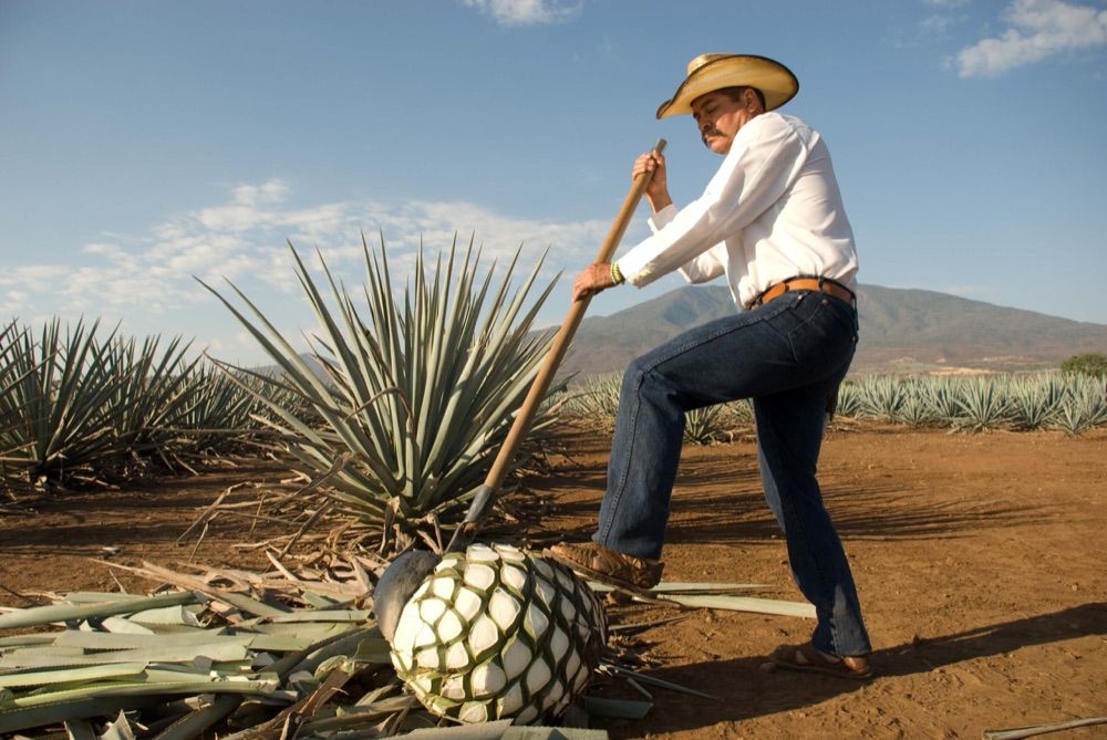 Jimadores harvesting piña